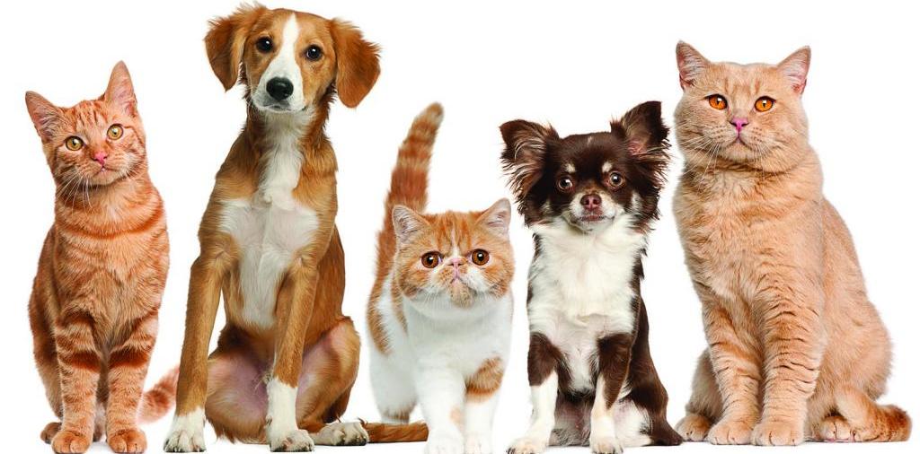 Доска объявлений о животных | ЗооТом - продажа, вязка и услуги для животных в Теньгушево