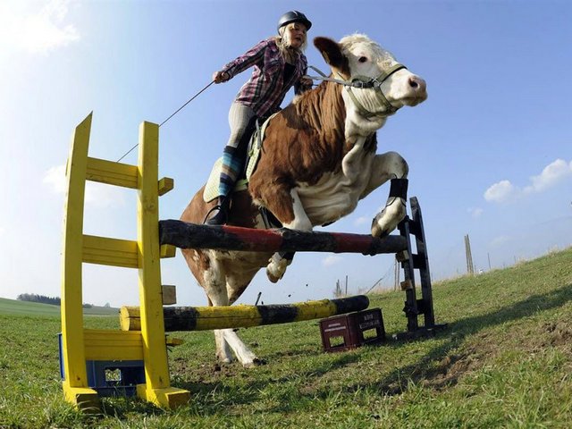 Статьи о коровах в Теньгушево | ЗооТом портал о животных