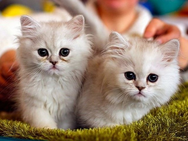 Породы кошек в Теньгушево | ЗооТом портал о животных