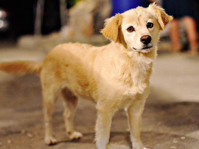 Породы собак в Теньгушево | ЗооТом портал о животных