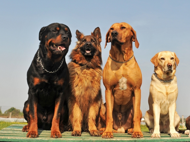 Крупные породы собак в Теньгушево | ЗооТом портал о животных